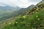 69 Pulsatilla alpina sulfurea con vista sul percorso per il Passo di Tartano